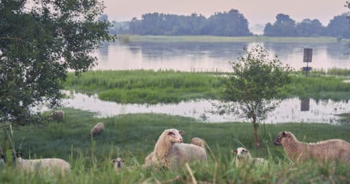 Sheep graze on a flood protection dyke and care for nature. The dyke protects the region from flooding. A river, green meadows and trees can be seen in the background.