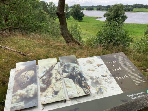 A board provides information about wild bees on the Heidberg.