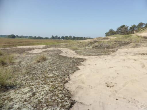 Open dune area where the invasive cactus moss has been removed.