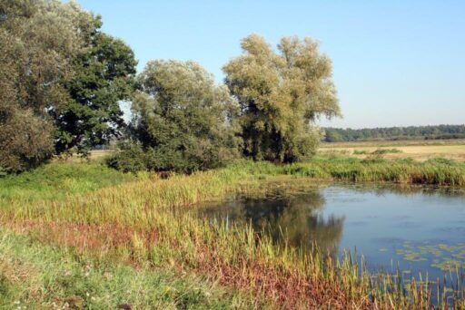 Small body of water with aquatic plants and reeds growing on the bank. Tall willow trees can be seen in the background and the riparian forest in the distance.