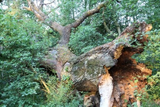 Fallen old oak tree in alluvial forest