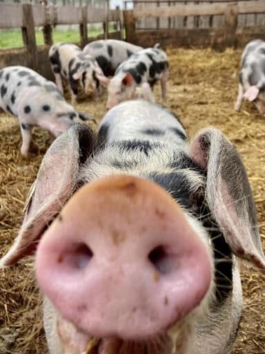 Pigs on the organic farm look curiously at the camera.