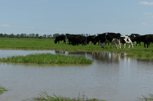 A herd of cows walks along a pond.