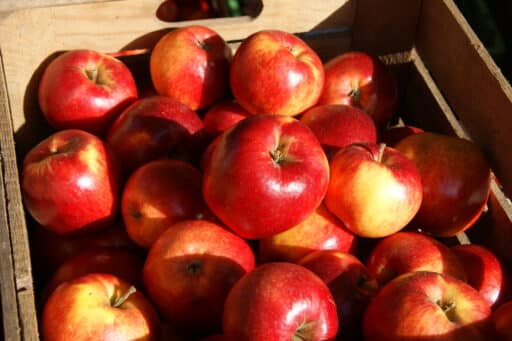 Delicious organic red apples