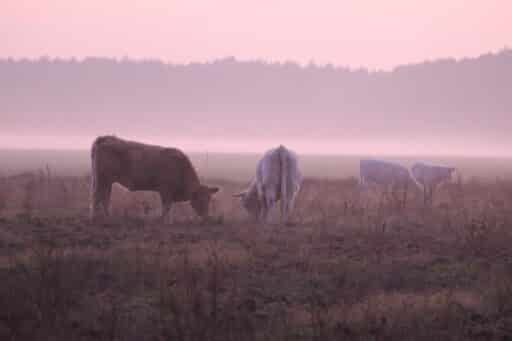 Morgenstimmung auf der Weide