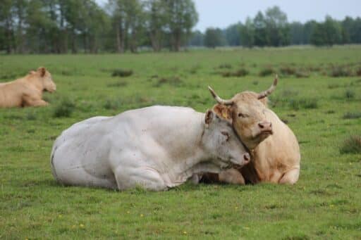 Rinder auf der Weide