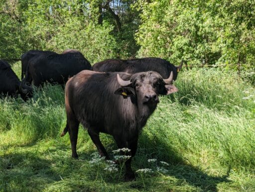 Unsere Wasserbüffel