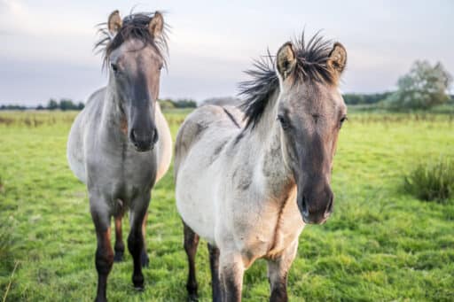 Two Konik horses look into the camera.