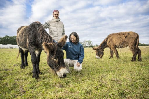 Two people stroking a Poitou donkey.