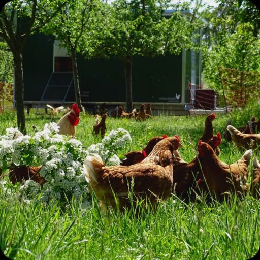 Biohühner in der Obatanlage