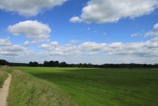 View of the floodplain meadows near Vockerode, with floodplain forest in the background. On the left is a path that runs along the dyke.