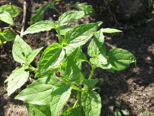 Knopfkraut im Garten der Dreiklang Vitaloase
