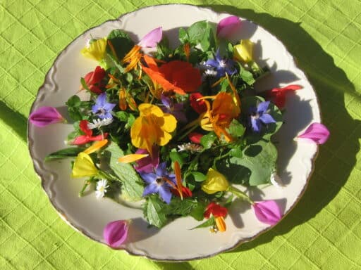Wildkräutersalat der Dreikalng Vitaloase