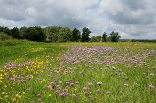 Flowering meadow with trees in the background