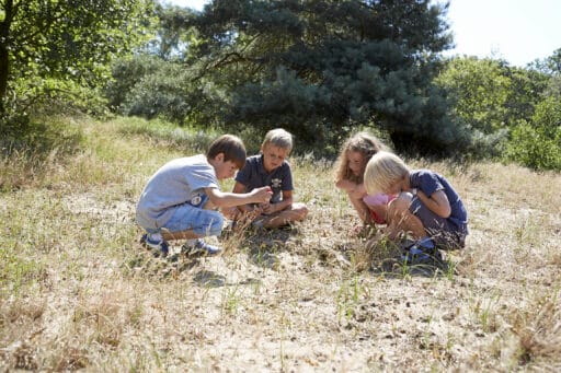 Four children are sitting in nature and looking at something on the ground. There are trees in the background and the sun is shining.