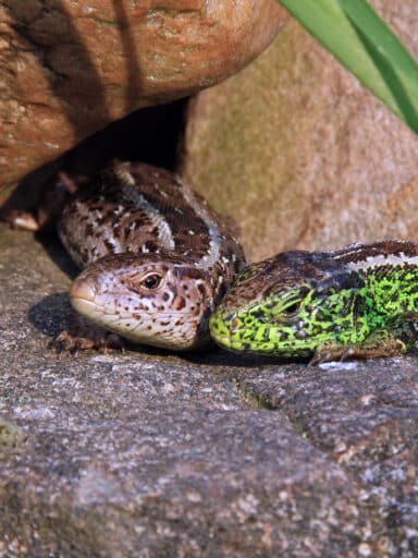 Two sand lizards sit next to each other.