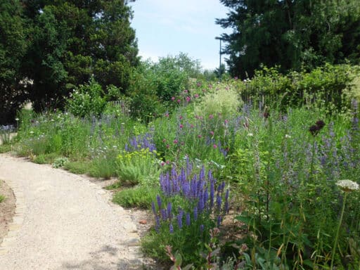 Purple and blue flowering private garden