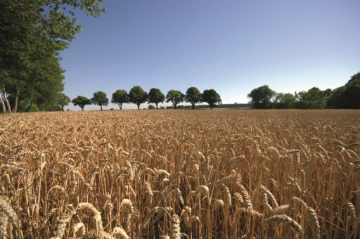 Weizenfeld