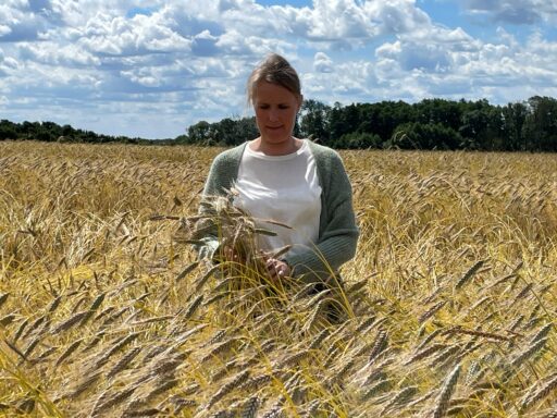 Prüfender Blick auf den Emmer