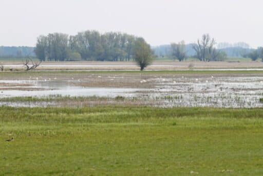 Floodplain meadows with waterfowl flooded by high water