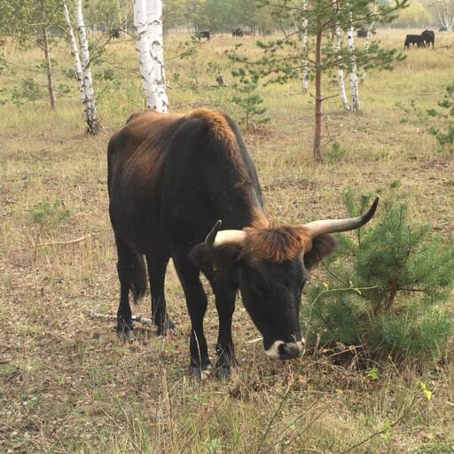 A Heck cattle grazes dry grassland in the Oranienbaum Heath