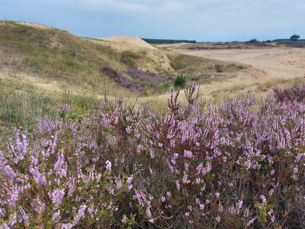 Blühendes Heidekraut und sandige Binnendünen im Spätsommer