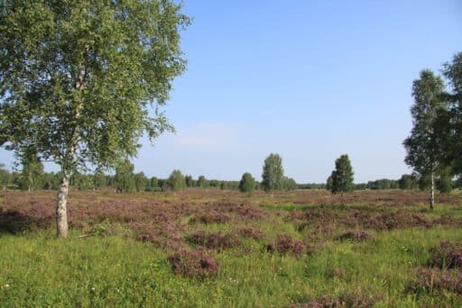 Open landscape of the Oranienbaum Heath with purple-flowering heather and scattered birch trees.