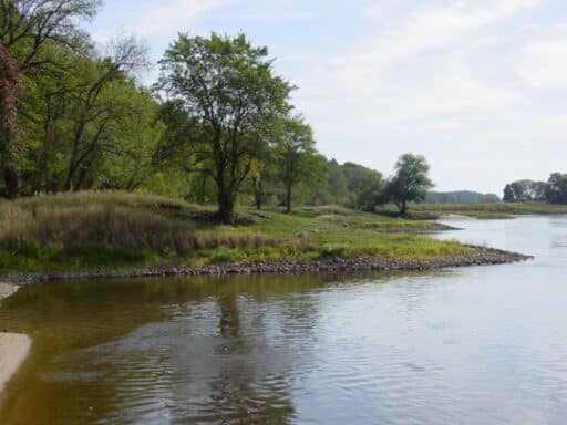 View of the overgrown groynes on the banks of the Elbe near the village of Steckby.