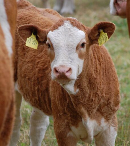 Was für ein süßes Kälbchen?