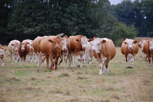 Unsere Simmentaler sind serhr neugierig