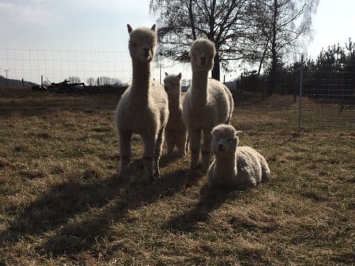 Neugierige Alpakas