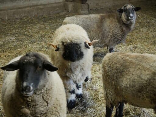 Neugierige Schafe im Stall