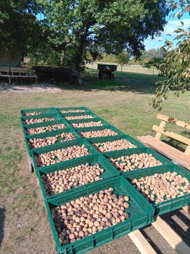 Die Bio-Walnüsse trocknen in der Sonne