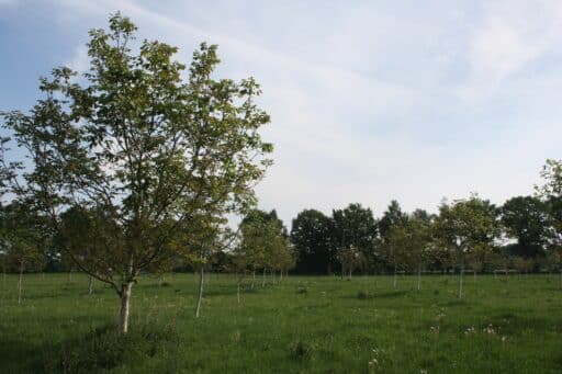 Unsere Bio-zertifizierte Walnussplantage