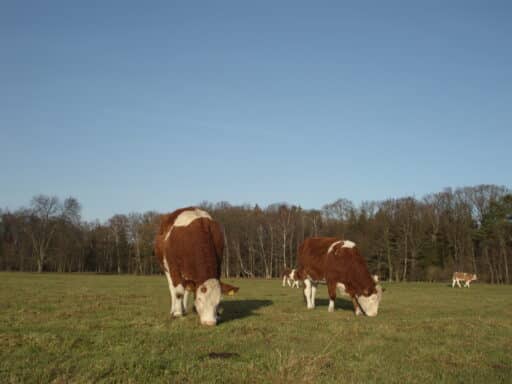 Unsere Simmentaler beim Grasen auf der Weide