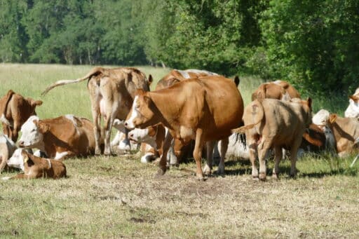In biologischer Landwirtschaft züchten wird die Rinderrasse Simmental