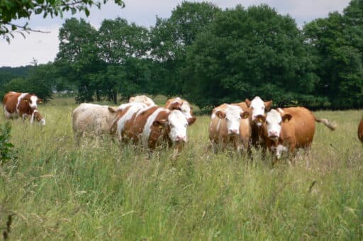 Simmentaler Rinder auf der Weide