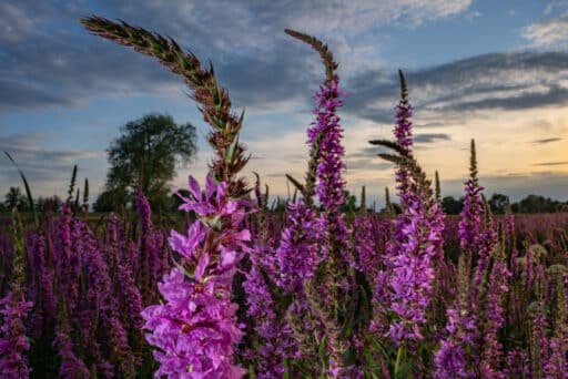 Purple loosestrife