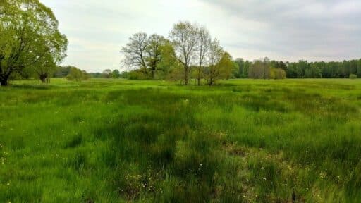 View over a wide meadow landscape with scattered trees