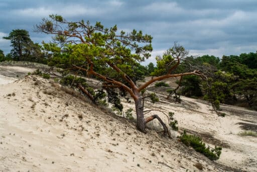 Pine that was blown in by sand