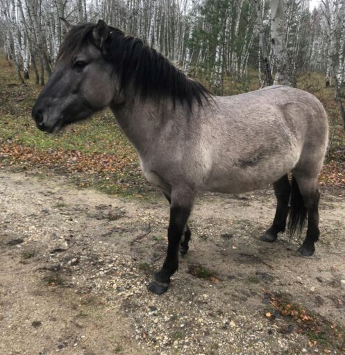 Standing tapered horse