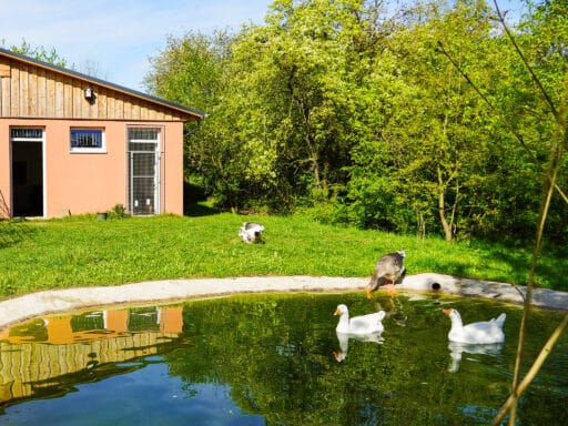 The geese Smilla, Marit, Toni and Nils, two geese swimming on a pond