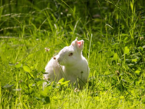 The little white rabbit Einstein sits in a meadow