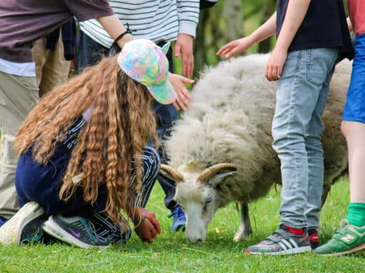 A group of children stroking a sheep