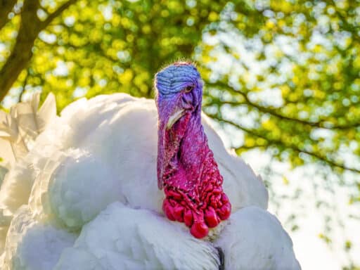 A large white turkey Pü