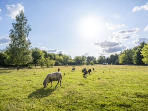 Sheep in a meadow