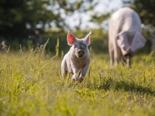 Felkel Willi runs in a meadow, his mom Hanna can be seen in the background