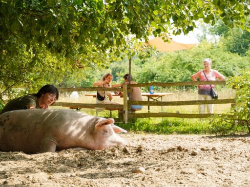 A pig lies on the floor and lets itself be stroked