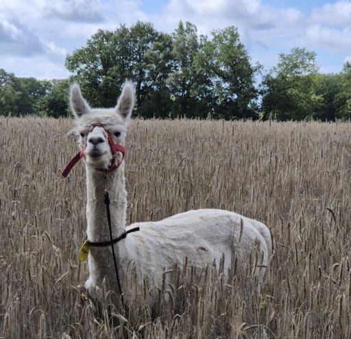 Alpaka im Getreidefeld
