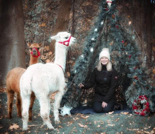 Weihnachtliches Fotoshooting mit Alpakas